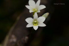 Dendrobium ovatum